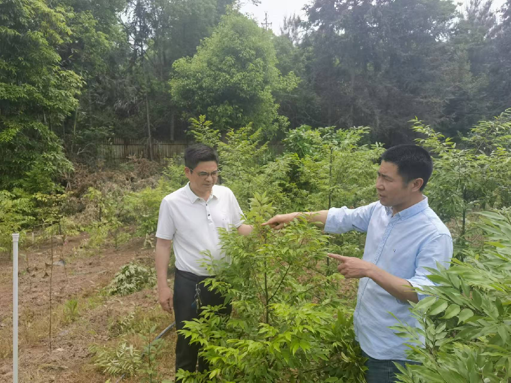 福建省“红锥良种选育与繁育技术研究”攻关项目研讨会在金年会 金字招牌诚信至上林业召开